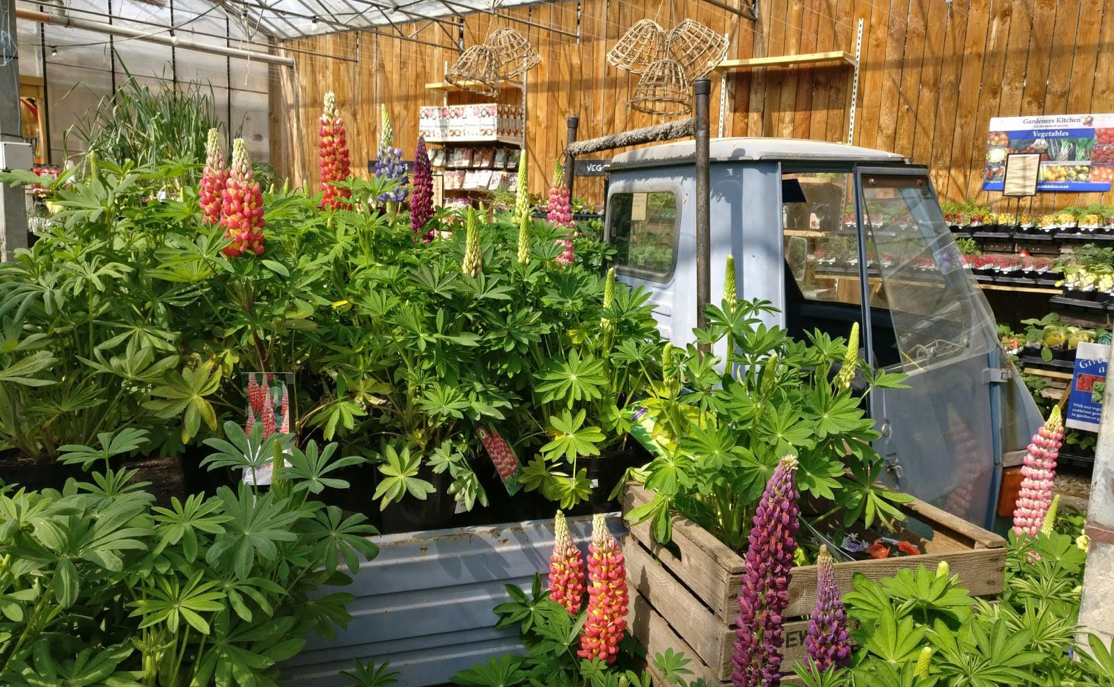 Retail Spotlight: Bampton Garden Plants